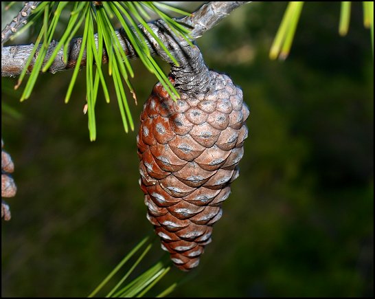 Pinus halepensis 11