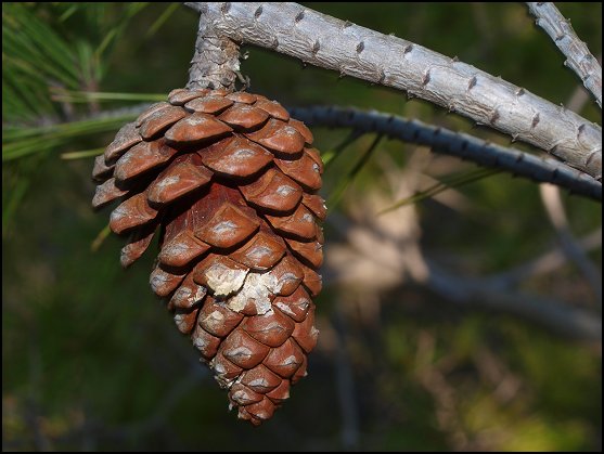 Pinus halepensis 15