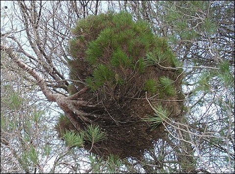 Pinus halepensis 18