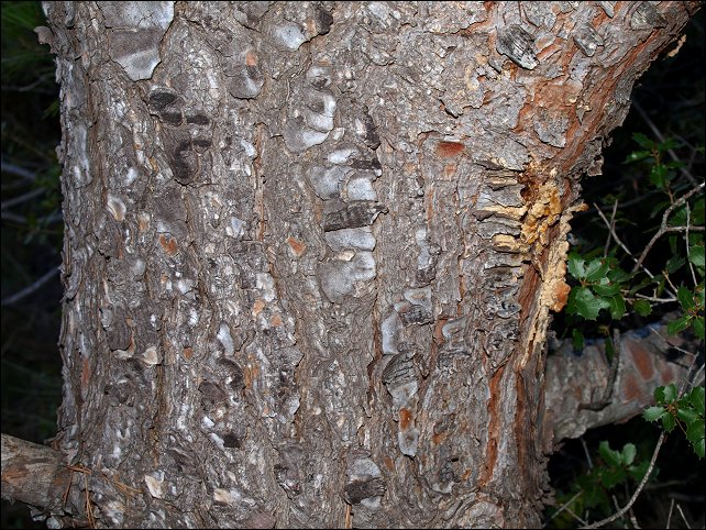 Pinus halepensis 3