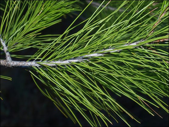 Pinus halepensis 7