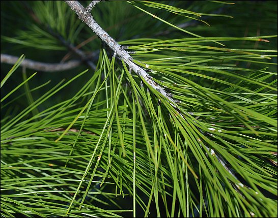 Pinus halepensis 8