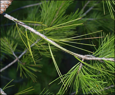 Pinus halepensis 9