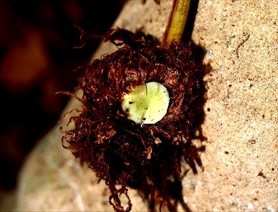Polypodium cambricum 16