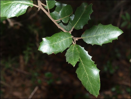 Quercus ilex 13