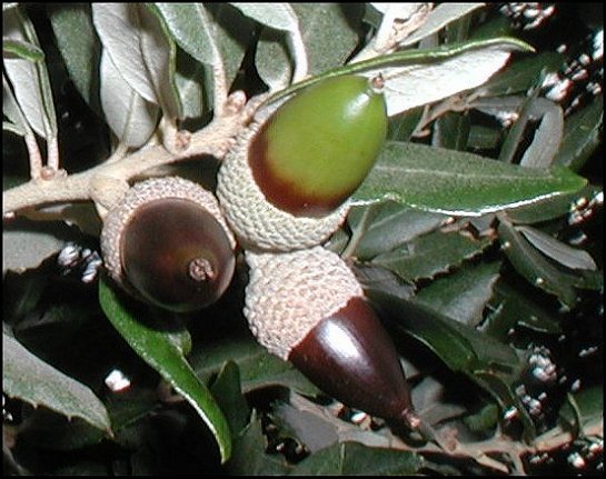 Quercus ilex 24