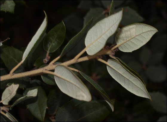 Quercus ilex 6
