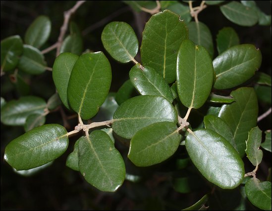 Quercus ilex 9