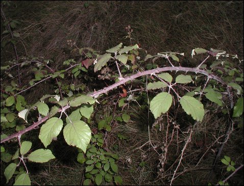 Rubus ulmifolius 2