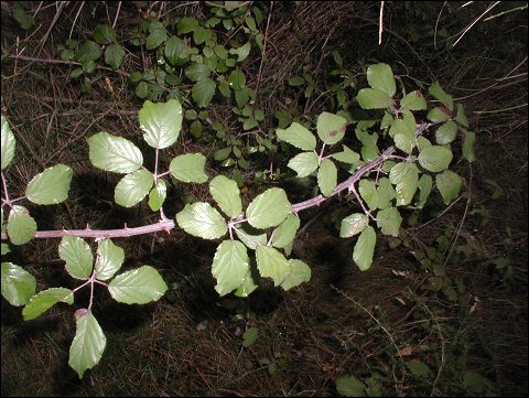 Rubus ulmifolius 3