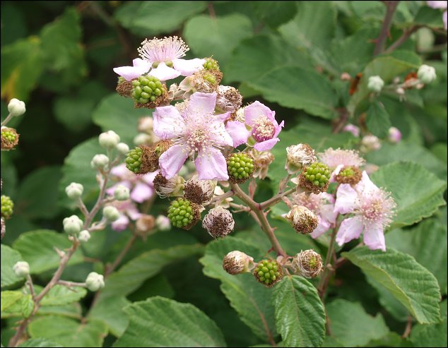 Rubus ulmifolius 6