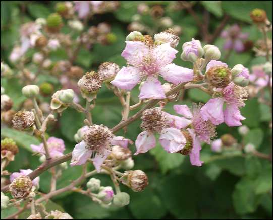Rubus ulmifolius 7