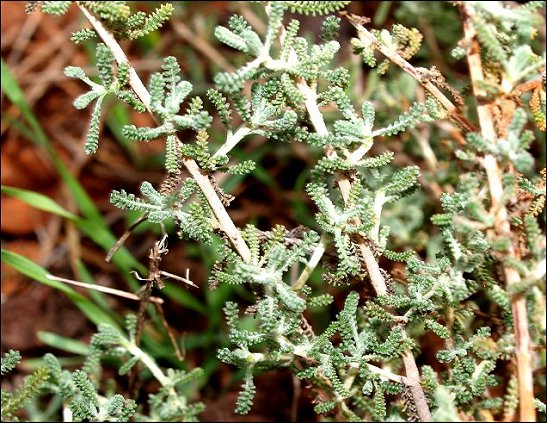 Santolina chamaecyparissus b