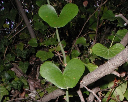 Smilax, feuilles 2