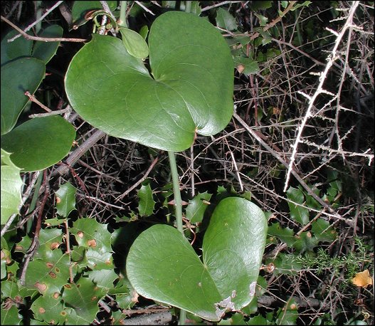 Smilax, feuilles 3