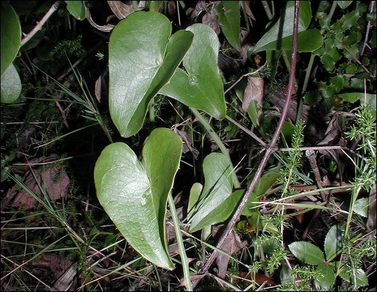Smilax, feuilles 6