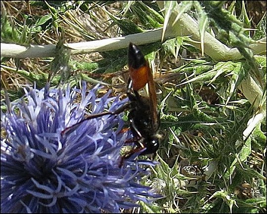 Sphex flavipennis 15