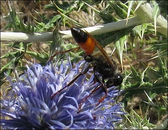 Sphex flavipennis 16