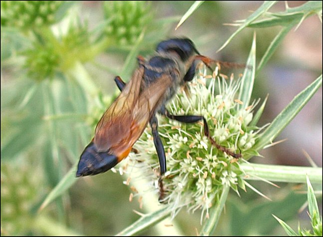 Sphex flavipennis 6