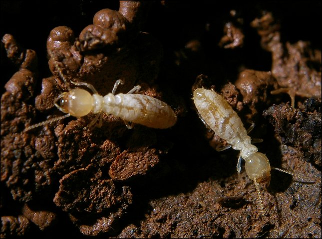 Termites 10