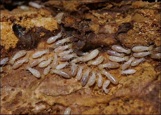 Termites 2