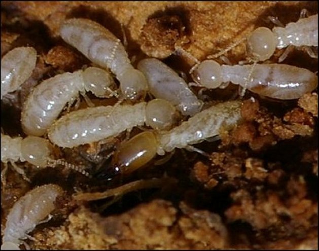 Termites 3