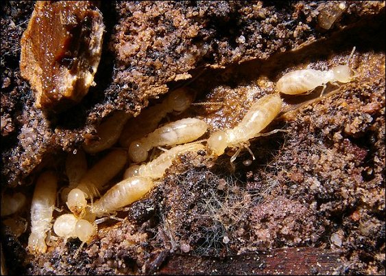 Termites 5