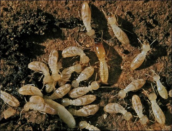 Termites 9