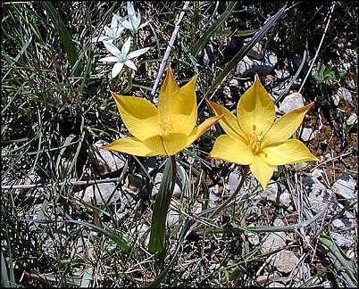Tulipa australis 5