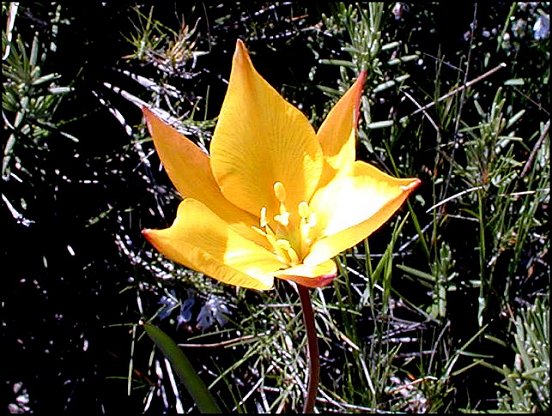 Tulipa australis 6