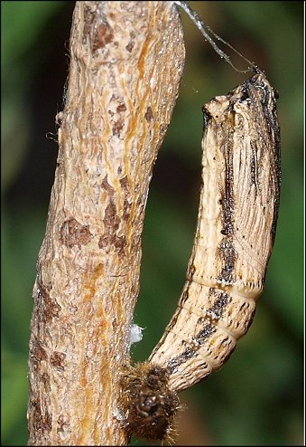 Zerynthia polyxena 24