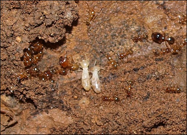 Fourmis termites