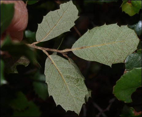 Quercus ilex 18