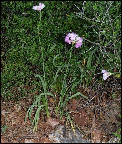 Allium roseum a