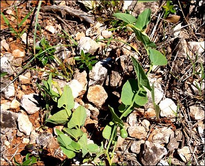 Aristolochia paucinervis 1