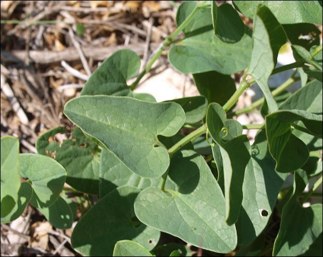 Astragalus paucinervis 17