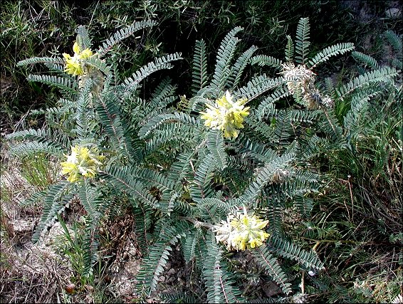 Astragalus alopecuroides 1