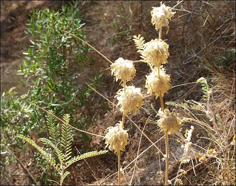 Astragalus alopecuroides 15