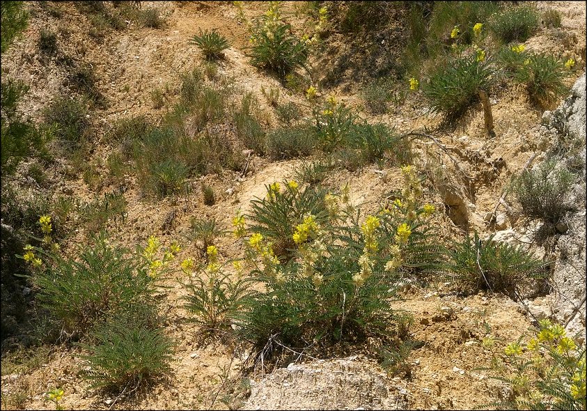 Astragalus alopecuroides 17