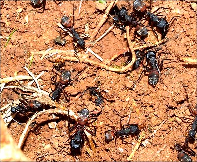 Camponotus cruentatus 2