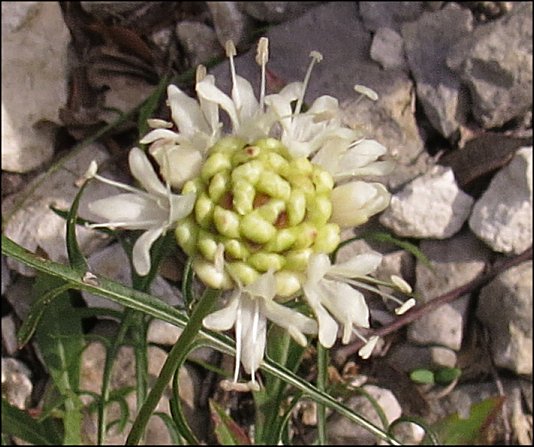 Cephalaria leucantha 7