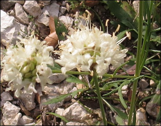 Cephalaria leucantha 8
