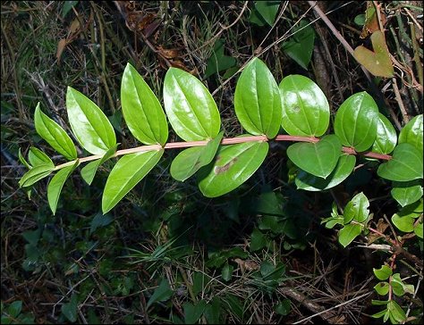 Coriaria myrtifolia 3
