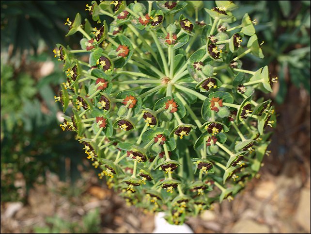 Euphorbia characias 16