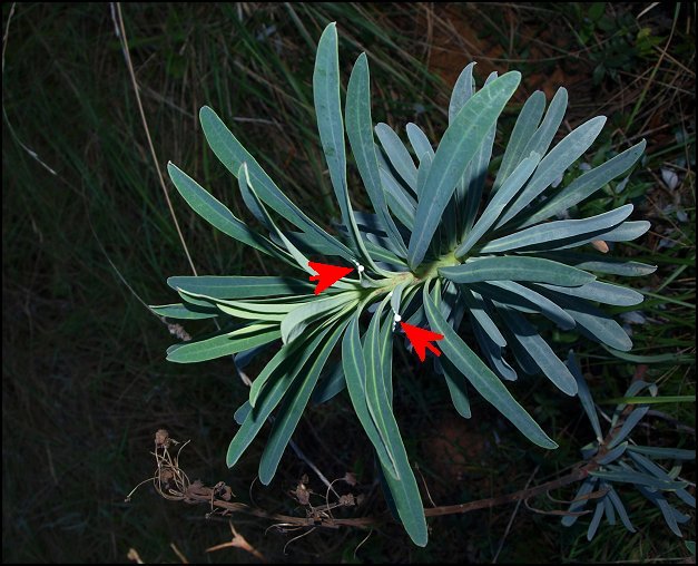 Euphorbia characias 7