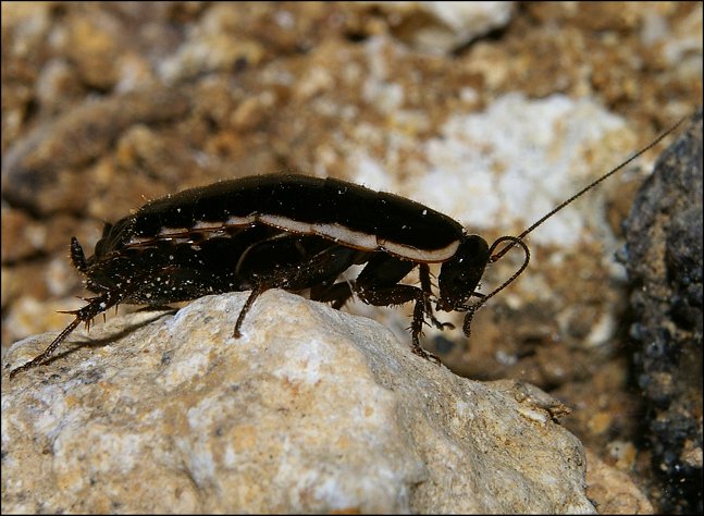Loboptera decipiens 7
