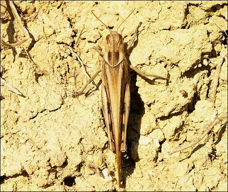 Locusta migratoria 1