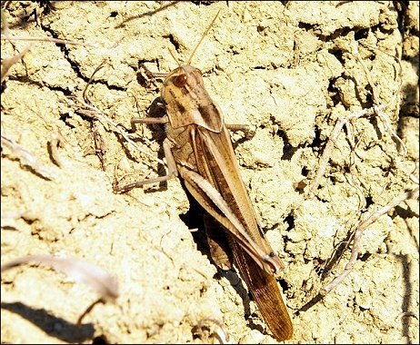 Locusta migratoria 3