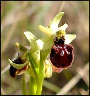 Ophrys araigne