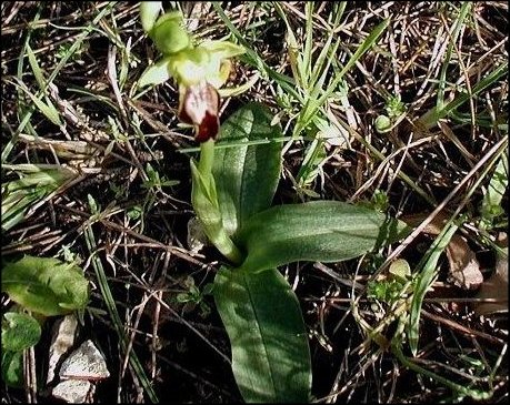 Ophrys fusca 2